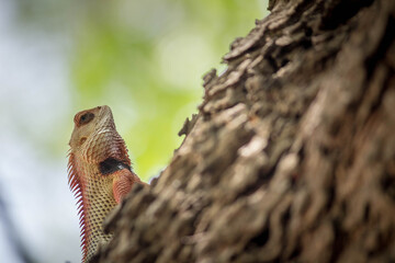 Oriental garden lizard