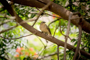 Mocking bird