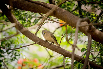 Mocking bird