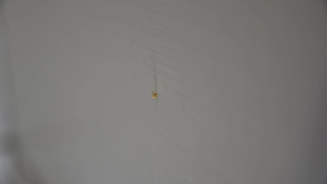 Very small spider on wall in room. Low light soft selective focus.