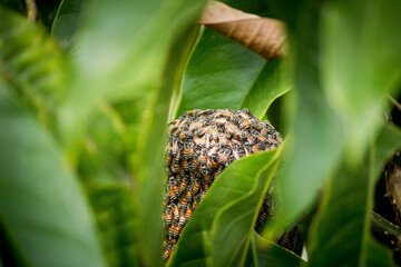 beekeeping