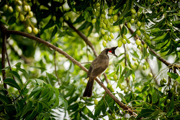 Bulbul