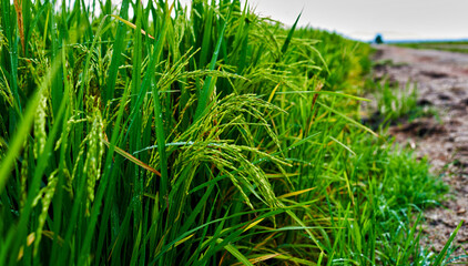 Watered rice fields. Beautiful rice terrace in Bali, Indonesia.