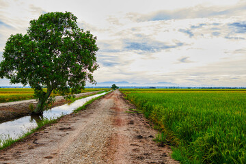 Watered rice fields. Beautiful rice terrace in Bali, Indonesia.