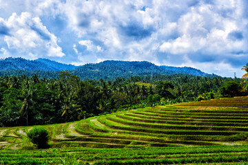 World heritage. Watered rice terraces. Beautiful rice terrace in Bali, Indonesia.