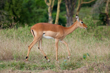 Naklejka na ściany i meble wild impala on green grass in National park in Africa