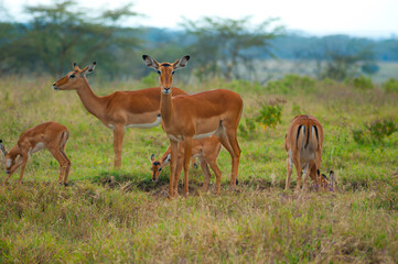 Naklejka na ściany i meble wild impalas on the grass in Africa.