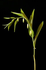 Angular Solomon's Seal (Polygonatum odoratum). Habit