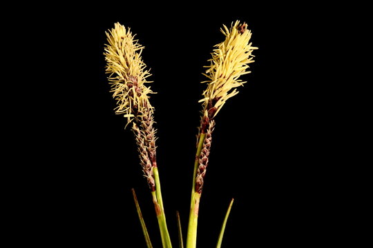 Rare Spring Sedge (Carex ericetorum). Inflorescence Closeup