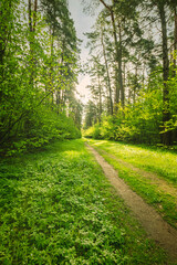 Scenic view in beautiful spring forest with green grass and bushes around the path, trees and small road, leading far away, spring nature reserve landscape