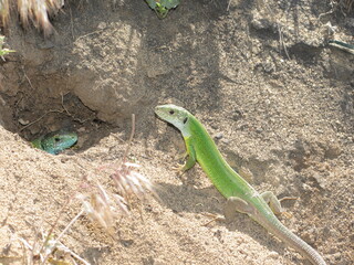green lizard on the sand