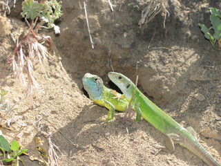 green lizard on the ground