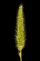 Green Bristle Grass (Setaria viridis). Inflorescence Closeup