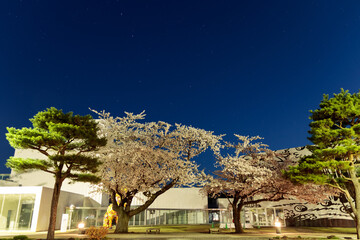 Cherry Blossoms tree in the Starry night