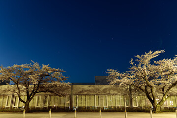 Cherry Blossoms tree in the Starry night