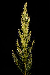 Tarragon (Artemisia dracunculus). Inflorescence Closeup