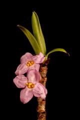 Mezereon (Daphne mezereum). Inflorescence Closeup