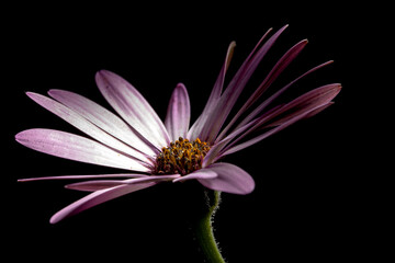 Burgundy gerbera daisy, on a black background, illuminated by the light of the moon