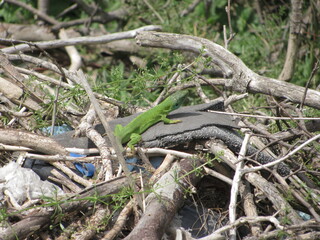 Green lizard