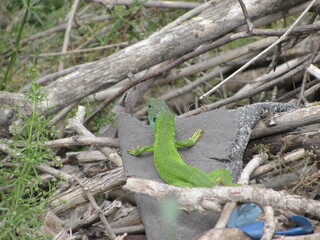 lizard on the tree