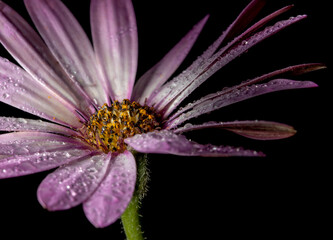 Burgundy gerbera daisy, on a black background, illuminated by the light of the moon