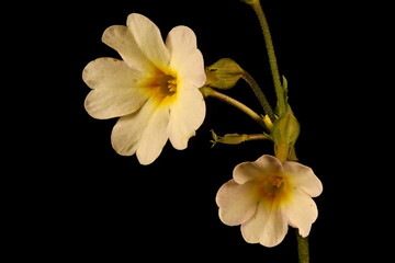 Naklejka na ściany i meble Primrose (Primula vulgaris). Inflorescence Closeup