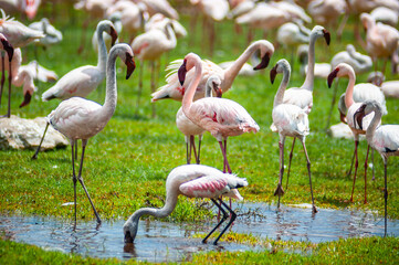 Group of pink flamingos on the lake