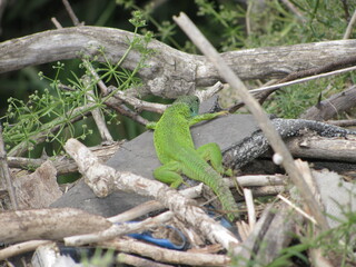 lizard on the tree