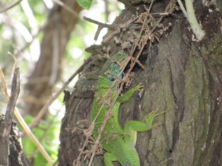 green lizard on a tree