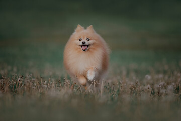 pomeranian  spitz dog in the grass