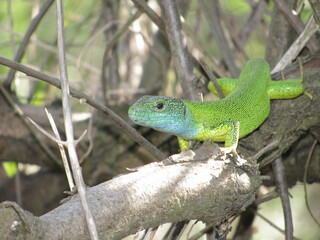 Naklejka na ściany i meble green lizard on a tree