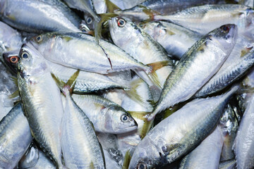 Fresh mackerel fish in market , Sea fish mackerel pile top view, Background top view fresh mackerel, Fresh mackerel on ice for sale