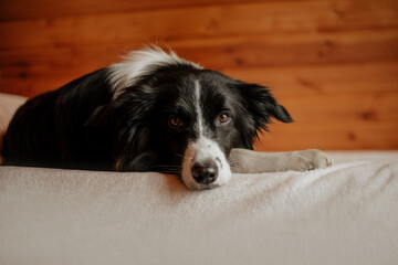 border collie dog portrait
