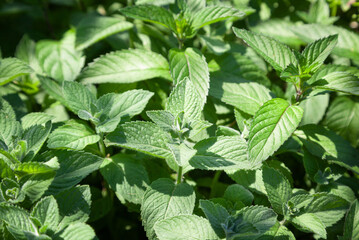 Fresh, fragrant peppermint leaves in a summer garden.Close up.
