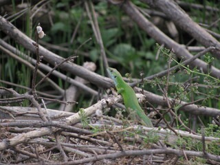 Green lizard,lizard on the tree, Ukrainian green lizard,lizard,reptiles,reptile, reptilian, creeper,рептилия,пресмыкающееся,зеленая ящерица в степях Украины,  squamate reptiles,Animalia,Squamata