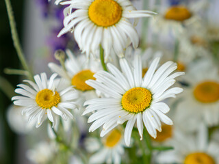 Fototapeta premium Colored beautiful wildflowers close-up