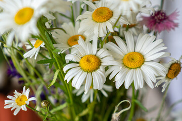 Fototapeta premium Colored beautiful wildflowers close-up