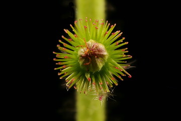 Agrimony (Agrimonia eupatoria). Fruit Closeup