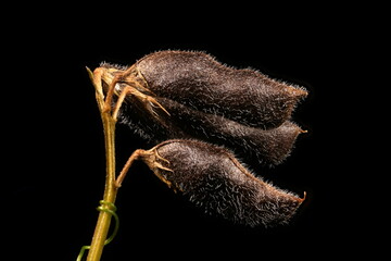 Hairy Tare (Vicia hirsuta). Mature Fruit Closeup