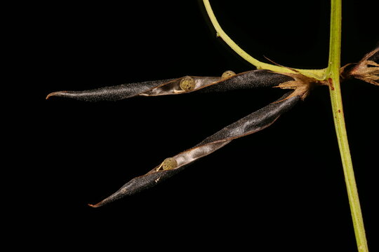 Narrow-Leaved Vetch (Vicia angustifolia). Mature Fruit Closeup