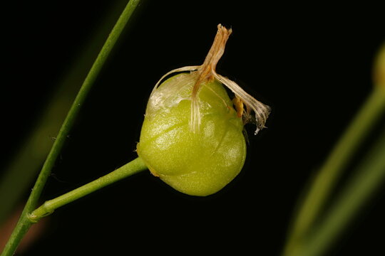 Branched St. Bernard's-Lily (Anthericum ramosum). Fruit Closeup