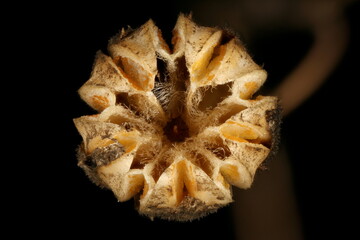 Perennial Flax (Linum perenne). Fruit Closeup