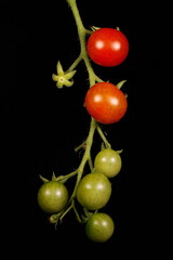 Tomato (Lycopersicon esculentum). Infructescence Closeup