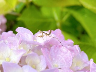 紫陽花にいるカマキリの子供