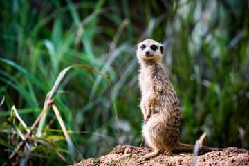 Meerkat posing for camera