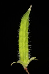 Upright Yellow Sorrel (Oxalis stricta). Young Fruit Closeup