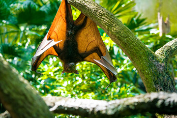 Bat Flashing