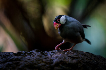Java Sparrow eating