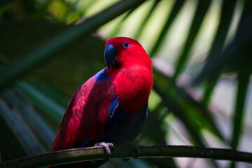 Red Parrot