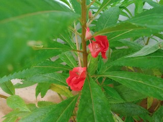 red rose bud